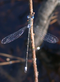 Southern Spreadwing